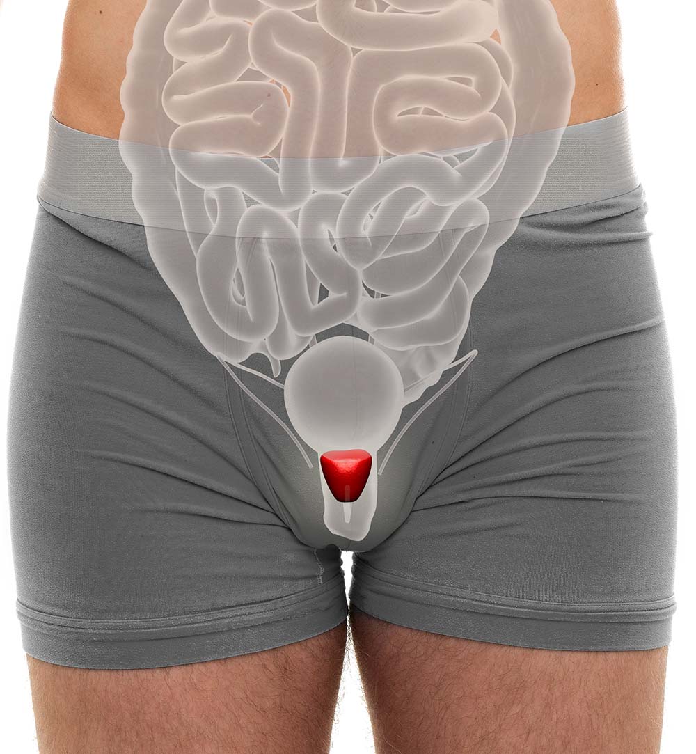 Prostate Male - Internal Organs Anatomy - 3D illustration ...